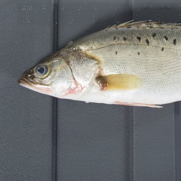 IceMaster Kyl/Isbox Pro 50L