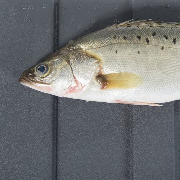 IceMaster Kyl/Isbox Pro 70L